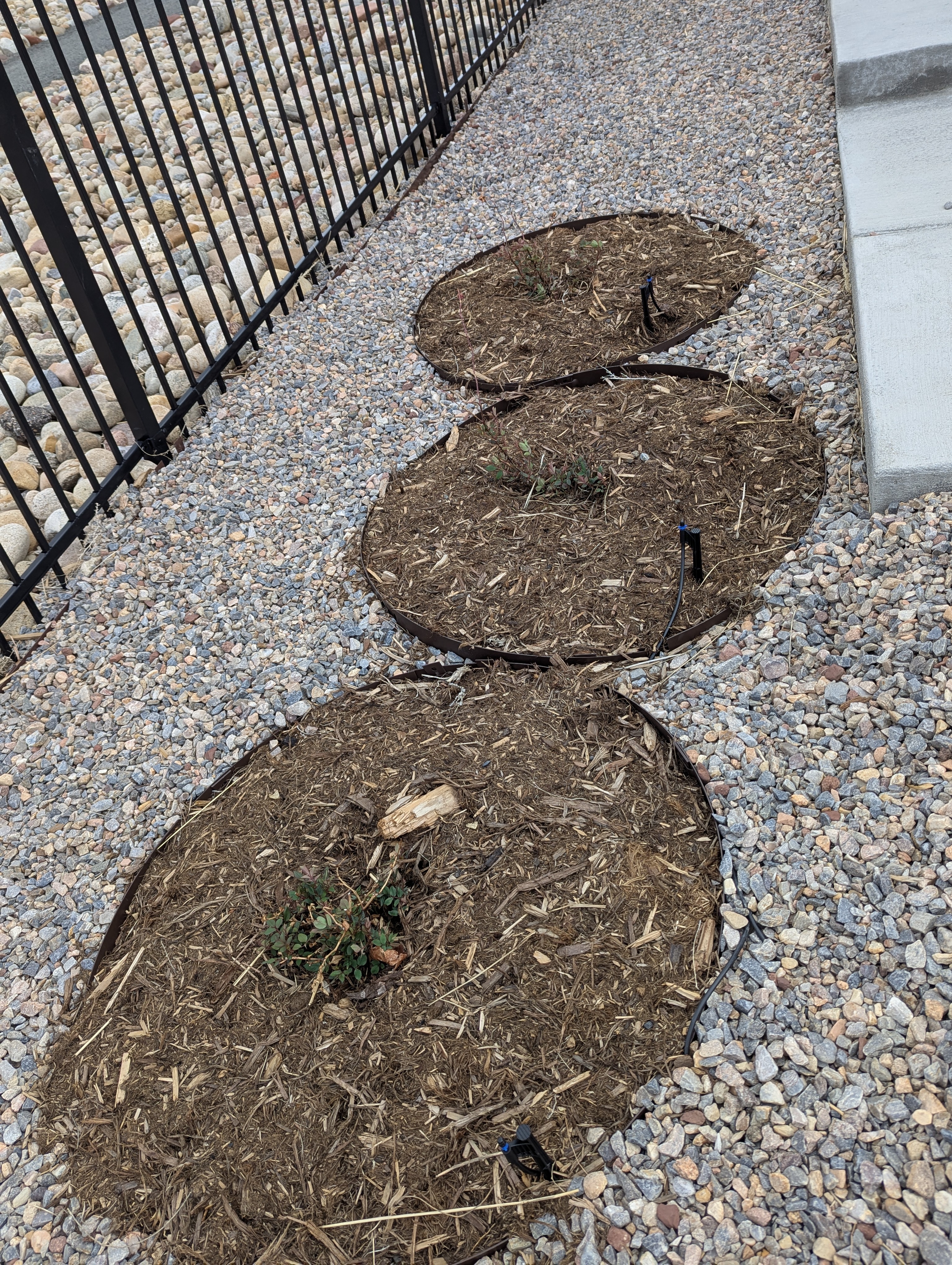 Garden, Flowers, Morrison, Colorado
